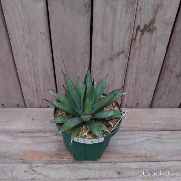 【アガベ　リトルシャーク　特大株　鉢込みメルカリ便】 アガベ リトルシャーク 特大株 鉢込みメルカリ便】 - メルカリ