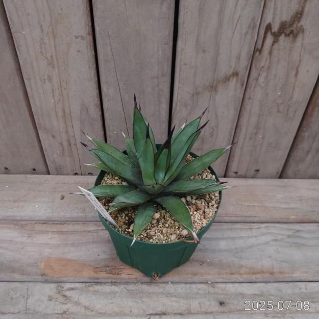 現品販売ID:ALS-001】アガベ リトルシャーク15cmスリット鉢(メリクロン苗) 現品販売ID:ALS-001】アガベ リトルシャーク15cmスリット鉢(メリクロン苗)