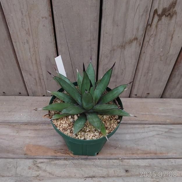 太刺 リトルシャーク・ロイヤルスピン アガベ】 アガベ』【リトル