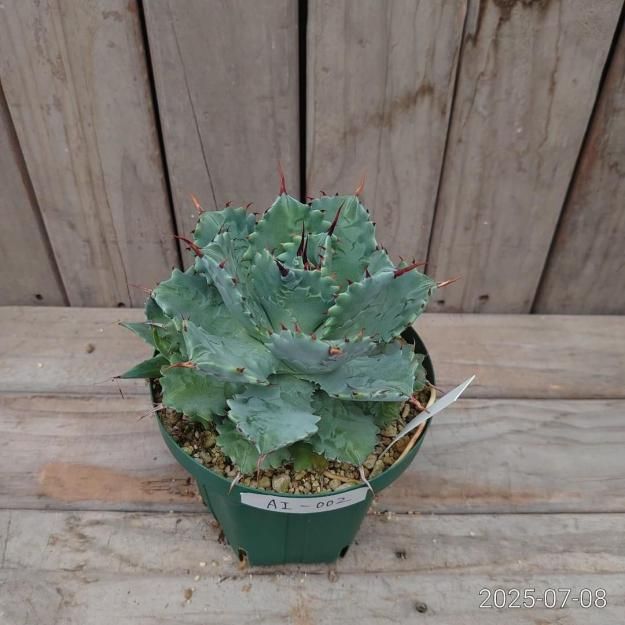 【実生選抜】アガベ　イシスメンシス　超美形 実生選抜】アガベ イシスメンシス 超美形 アガベ