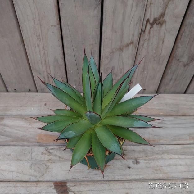 現品販売ID:ABG-002】アガベ ブルーグロー15cmスリット鉢