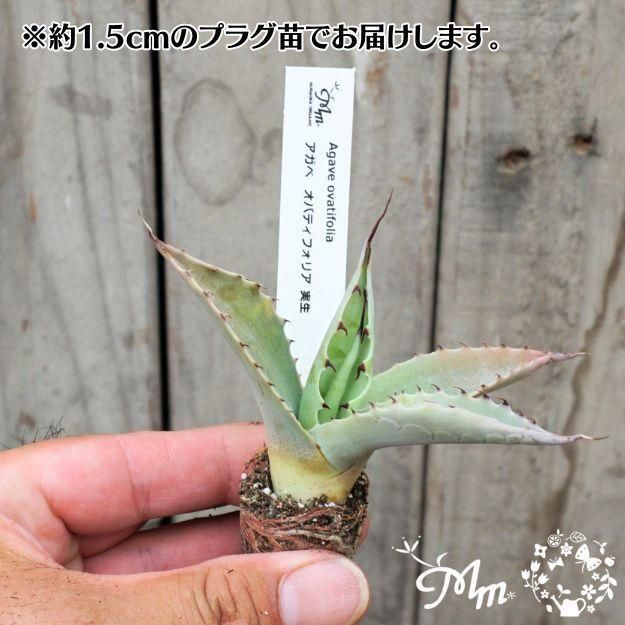 アガベ色々11株セット D
