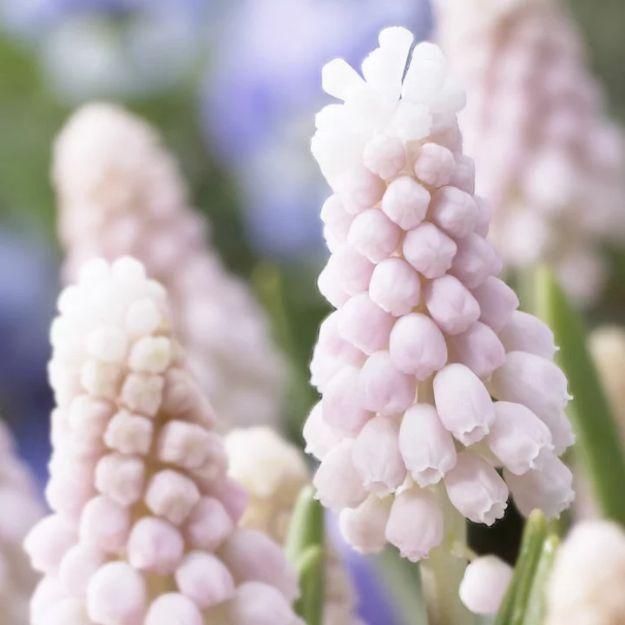 希少 球根 透明感 冷蔵 アイス ムスカリ『ピンクサンライズ』２球 フェミニン♪ 希少 球根 透明感 冷蔵 アイス ムスカリ『ピンクサンライズ』2