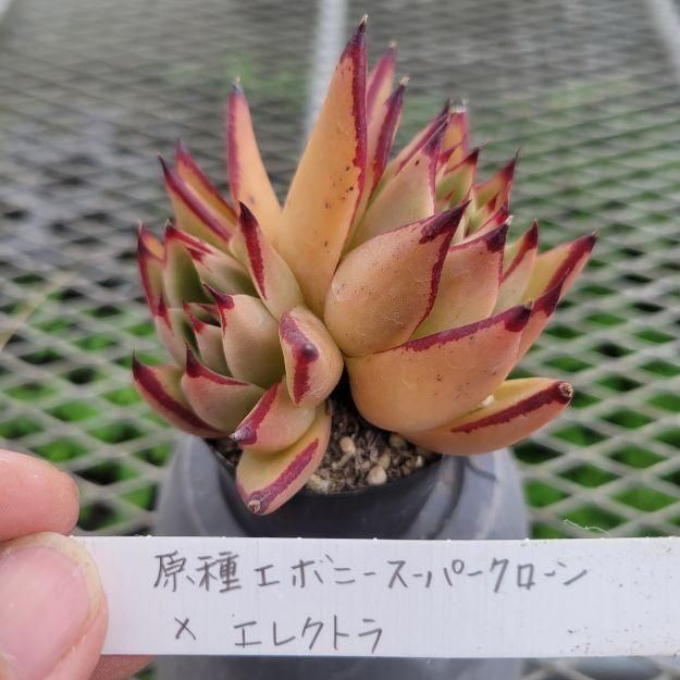 現品販売：エケベリア交配種】 原種エボニースーパークローン