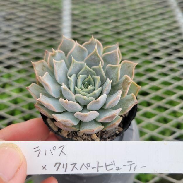 その他多肉植物 WR AJ多肉さん苗 エケベリア クスピダータメンチャカ × ラウイ【141