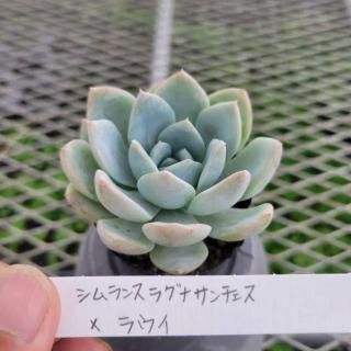 多肉植物｜花苗・野菜苗の販売 ザ・ガーデンパーティー｜The