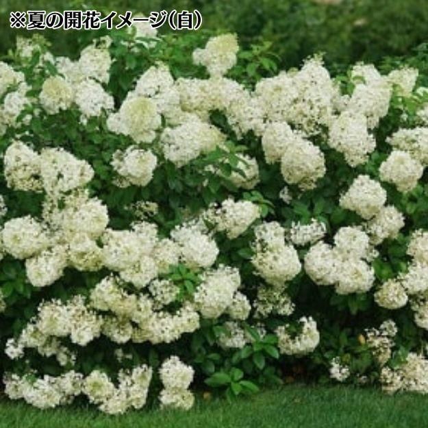 2025NEW]PWノリウツギ ミニホイップ 15㎝ポット苗[落葉低木、庭木、鉢植え]