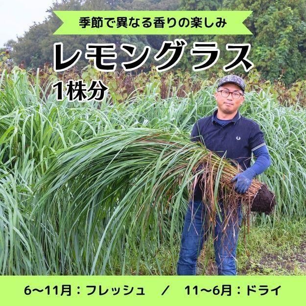 󥰥饹 1 [դ եå] ϡ֥ƥݥץꡦʤ [ƱԲľ]