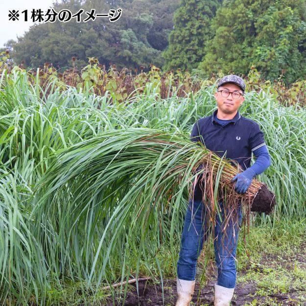 󥰥饹 1 [դ եå] ϡ֥ƥݥץꡦʤ [ƱԲľ]