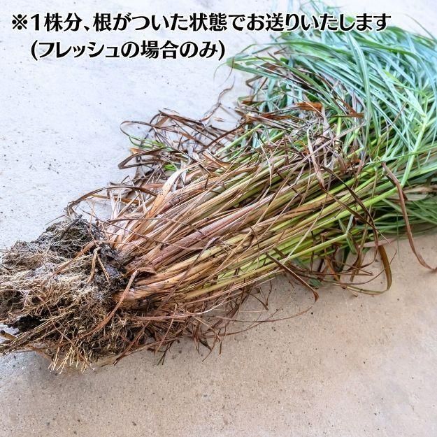 󥰥饹 1 [դ եå] ϡ֥ƥݥץꡦʤ [ƱԲľ]