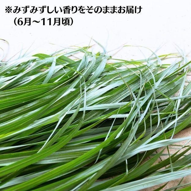 󥰥饹 1 [դ եå] ϡ֥ƥݥץꡦʤ [ƱԲľ]