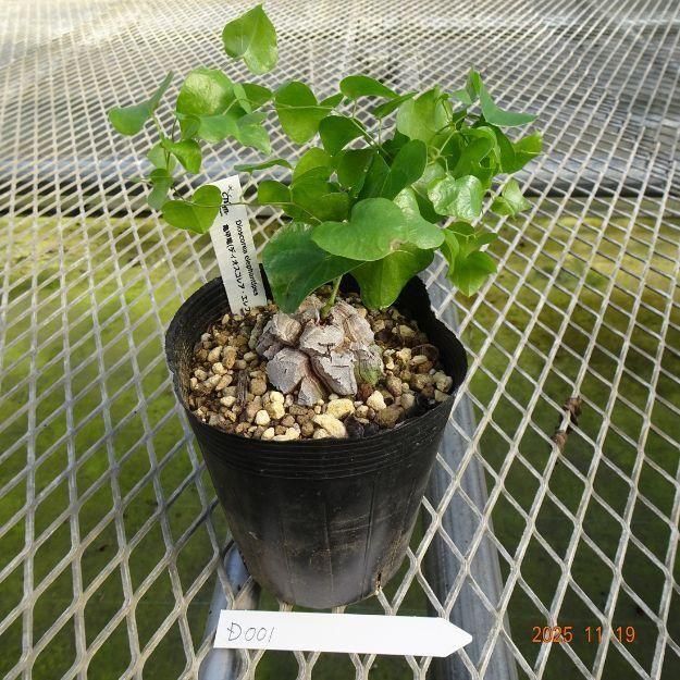 ڸ䡧D001 Dioscorea elephantipes(ε(ǥ쥢եƥڥ))10.5ѥ󥰥ݥåȡ߷ʪ<img class='new_mark_img2' src='https://img.shop-pro.jp/img/new/icons6.gif' style='border:none;display:inline;margin:0px;padding:0px;width:auto;' />