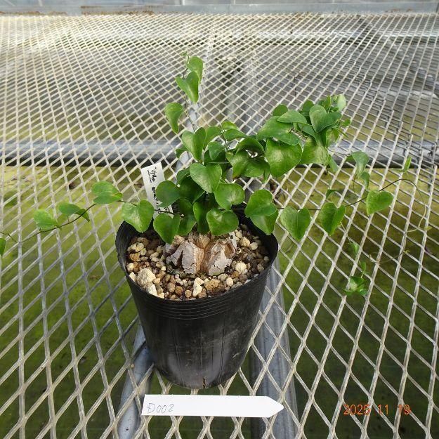 ڸ䡧D002 Dioscorea elephantipes(ε(ǥ쥢եƥڥ))10.5ѥ󥰥ݥåȡ߷ʪ<img class='new_mark_img2' src='https://img.shop-pro.jp/img/new/icons6.gif' style='border:none;display:inline;margin:0px;padding:0px;width:auto;' />