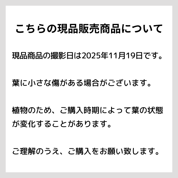 ڸ䡧D003 Dioscorea elephantipes(ε(ǥ쥢եƥڥ))10.5ѥ󥰥ݥåȡ߷ʪ<img class='new_mark_img2' src='https://img.shop-pro.jp/img/new/icons6.gif' style='border:none;display:inline;margin:0px;padding:0px;width:auto;' />