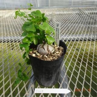 亀甲竜 キッコウリュウ(塊根植物)の苗の商品一覧をみる