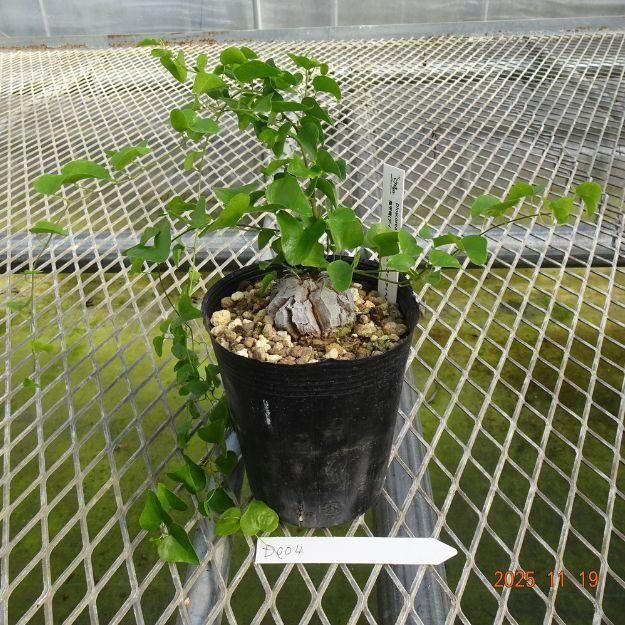現品販売：D004】 Dioscorea elephantipes(亀甲竜(ディオスコレア
