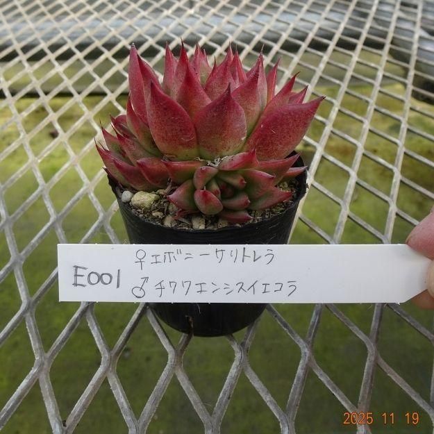 ڸ䡧٥ꥢۼ ID:E001ۡꥨܥˡȥ 泌󥷥 cmݥå [¿ʪ]<img class='new_mark_img2' src='https://img.shop-pro.jp/img/new/icons6.gif' style='border:none;display:inline;margin:0px;padding:0px;width:auto;' />