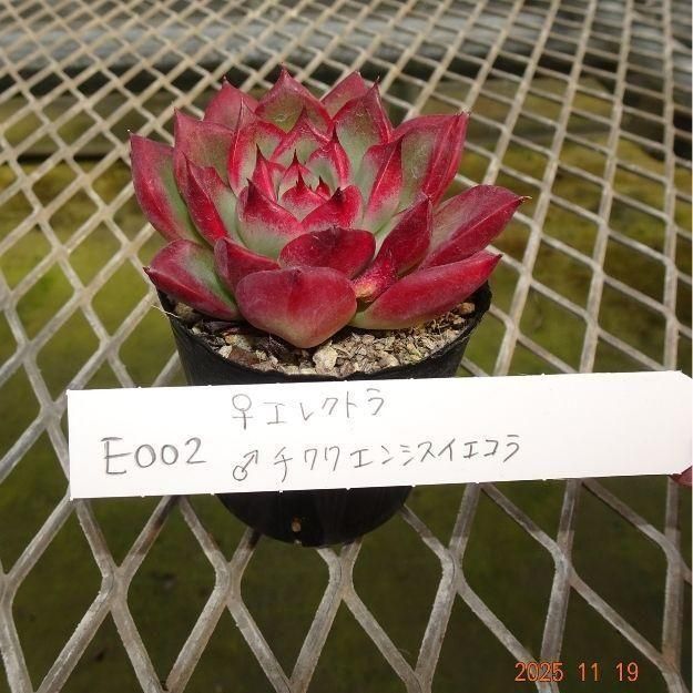 ڸ䡧٥ꥢۼ ID:E002ۡꥨ쥯ȥ 泌󥷥 cmݥå [¿ʪ]<img class='new_mark_img2' src='https://img.shop-pro.jp/img/new/icons6.gif' style='border:none;display:inline;margin:0px;padding:0px;width:auto;' />