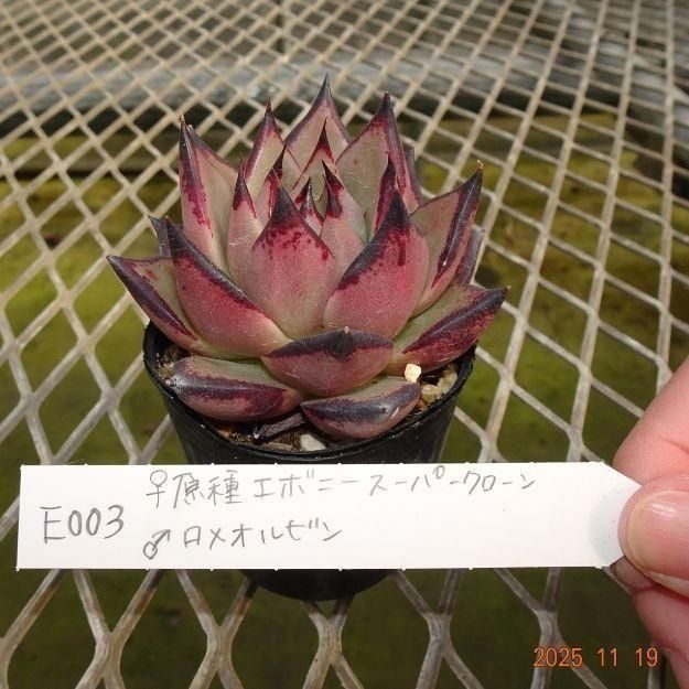 ڸ䡧٥ꥢۼ ID:E003ۡ긶泌ܥˡѡ ᥪӥ cmݥå [¿ʪ]<img class='new_mark_img2' src='https://img.shop-pro.jp/img/new/icons6.gif' style='border:none;display:inline;margin:0px;padding:0px;width:auto;' />