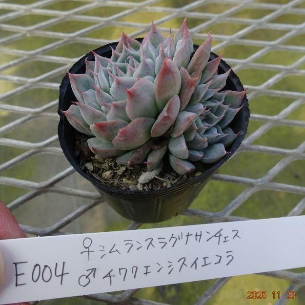 ڸ䡧٥ꥢۼ ID:E004ۡꥷ󥹥饰ʥ 泌󥷥 cmݥå [¿ʪ]<img class='new_mark_img2' src='https://img.shop-pro.jp/img/new/icons6.gif' style='border:none;display:inline;margin:0px;padding:0px;width:auto;' />