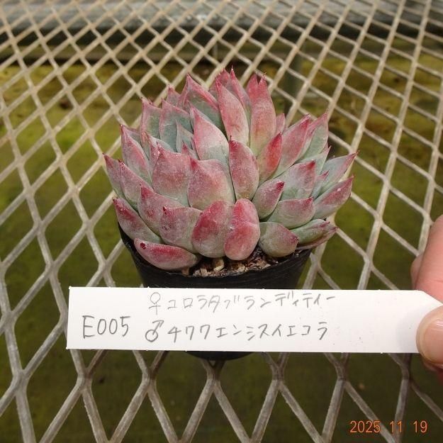 ڸ䡧٥ꥢۼ ID:E005ۡꥳ饿֥ǥƥ 泌󥷥 cmݥå [¿ʪ]<img class='new_mark_img2' src='https://img.shop-pro.jp/img/new/icons6.gif' style='border:none;display:inline;margin:0px;padding:0px;width:auto;' />