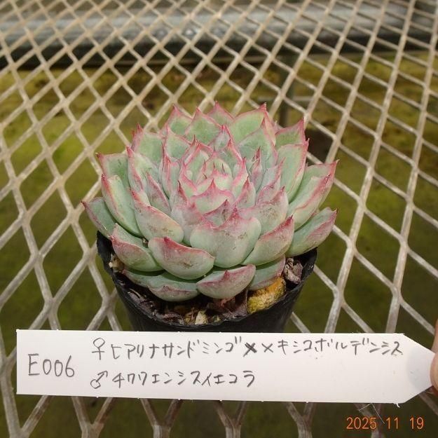 ڸ䡧٥ꥢۼ ID:E006ۡҥʥɥߥ󥴡ߥᥭܥǥ󥷥 泌󥷥 cmݥå [¿ʪ]<img class='new_mark_img2' src='https://img.shop-pro.jp/img/new/icons6.gif' style='border:none;display:inline;margin:0px;padding:0px;width:auto;' />