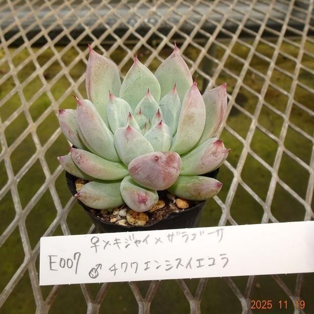 ڸ䡧٥ꥢۼ ID:E007ۡᥭ㥤ߥ饴 泌󥷥 cmݥå [¿ʪ]<img class='new_mark_img2' src='https://img.shop-pro.jp/img/new/icons6.gif' style='border:none;display:inline;margin:0px;padding:0px;width:auto;' />