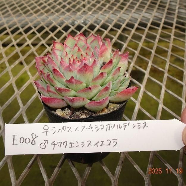 ڸ䡧٥ꥢۼ ID:E008ۡѥߥᥭܥǥ󥷥 泌󥷥 cmݥå [¿ʪ]<img class='new_mark_img2' src='https://img.shop-pro.jp/img/new/icons6.gif' style='border:none;display:inline;margin:0px;padding:0px;width:auto;' />