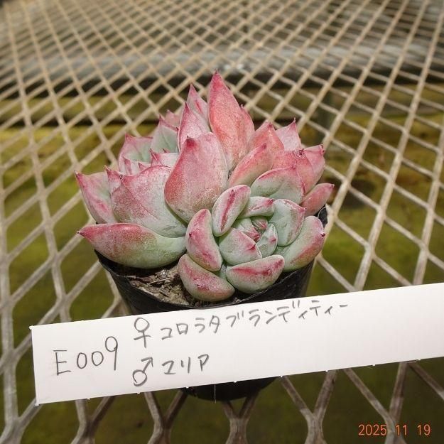 ڸ䡧٥ꥢۼ ID:E009ۡꥳ饿֥ǥƥ ޥꥢ cmݥå [¿ʪ]<img class='new_mark_img2' src='https://img.shop-pro.jp/img/new/icons6.gif' style='border:none;display:inline;margin:0px;padding:0px;width:auto;' />