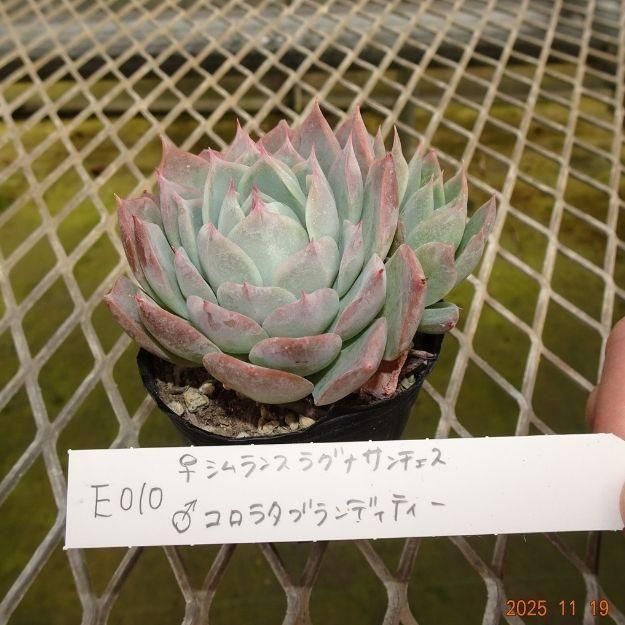 ڸ䡧٥ꥢۼ ID:E010ۡꥷ󥹥饰ʥ 饳饿֥ǥƥ cmݥå [¿ʪ]<img class='new_mark_img2' src='https://img.shop-pro.jp/img/new/icons6.gif' style='border:none;display:inline;margin:0px;padding:0px;width:auto;' />