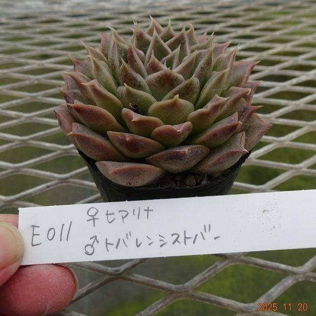 ڸ䡧٥ꥢۼ ID:E011ۡҥ ȥХ󥷥ȥС cmݥå [¿ʪ]<img class='new_mark_img2' src='https://img.shop-pro.jp/img/new/icons6.gif' style='border:none;display:inline;margin:0px;padding:0px;width:auto;' />