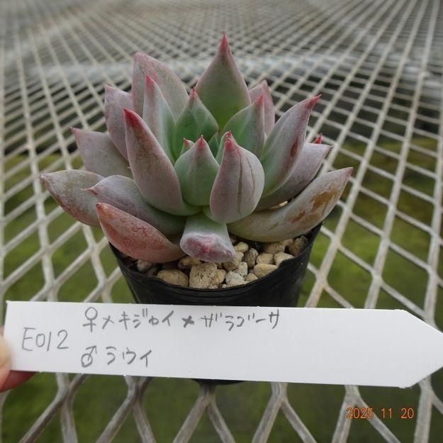 ڸ䡧٥ꥢۼ ID:E012ۡᥭ㥤ߥ饴 饦 cmݥå [¿ʪ]<img class='new_mark_img2' src='https://img.shop-pro.jp/img/new/icons6.gif' style='border:none;display:inline;margin:0px;padding:0px;width:auto;' />