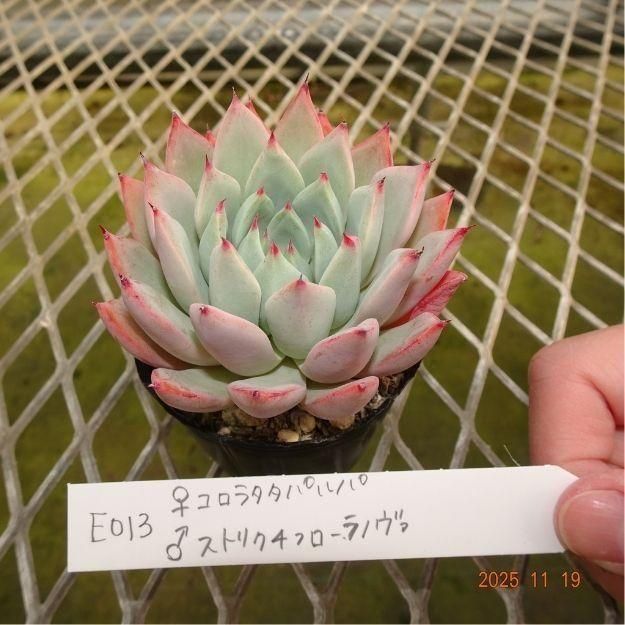 ڸ䡧٥ꥢۼ ID:E013ۡꥳ饿ѥ 饹ȥꥯեΥ cmݥå [¿ʪ]<img class='new_mark_img2' src='https://img.shop-pro.jp/img/new/icons6.gif' style='border:none;display:inline;margin:0px;padding:0px;width:auto;' />