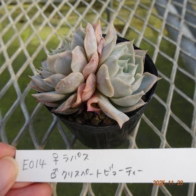 ڸ䡧٥ꥢۼ ID:E014ۡѥ 饯ꥹڡȥӥ塼ƥ cmݥå [¿ʪ]<img class='new_mark_img2' src='https://img.shop-pro.jp/img/new/icons6.gif' style='border:none;display:inline;margin:0px;padding:0px;width:auto;' />