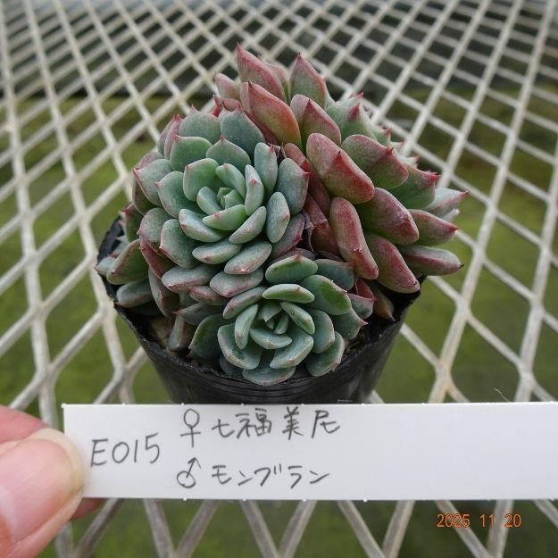 ڸ䡧٥ꥢۼ ID:E015ۡ꼷ʡ ֥ cmݥå [¿ʪ]<img class='new_mark_img2' src='https://img.shop-pro.jp/img/new/icons6.gif' style='border:none;display:inline;margin:0px;padding:0px;width:auto;' />