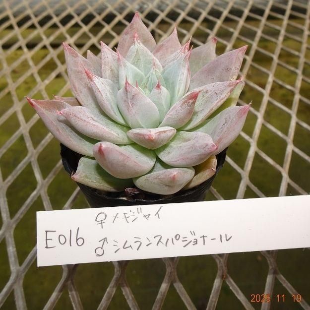 ڸ䡧٥ꥢۼ ID:E016ۡᥭ㥤 饷󥹥ѥʡ cmݥå [¿ʪ]<img class='new_mark_img2' src='https://img.shop-pro.jp/img/new/icons6.gif' style='border:none;display:inline;margin:0px;padding:0px;width:auto;' />