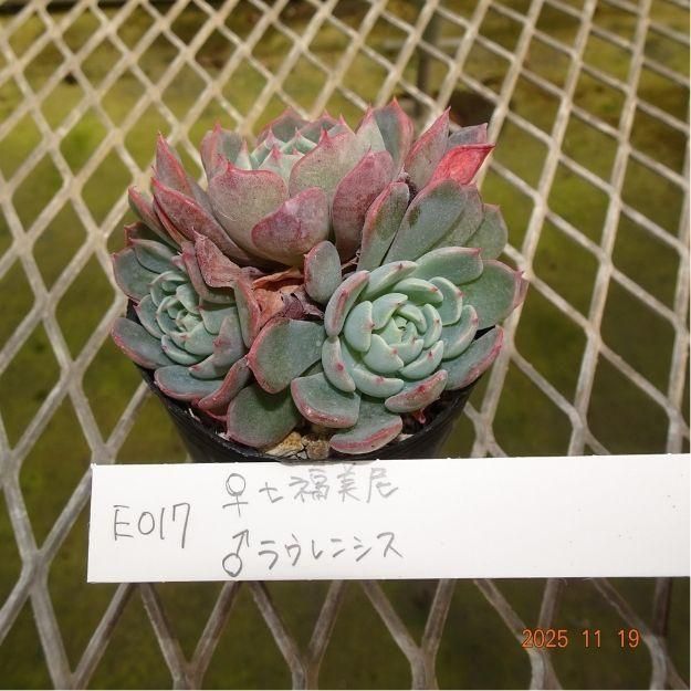 ڸ䡧٥ꥢۼ ID:E017ۡ꼷ʡ 饦󥷥 cmݥå [¿ʪ]<img class='new_mark_img2' src='https://img.shop-pro.jp/img/new/icons6.gif' style='border:none;display:inline;margin:0px;padding:0px;width:auto;' />