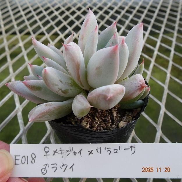 ڸ䡧٥ꥢۼ ID:E018ۡᥭ㥤ߥ饴 饦 cmݥå [¿ʪ]<img class='new_mark_img2' src='https://img.shop-pro.jp/img/new/icons6.gif' style='border:none;display:inline;margin:0px;padding:0px;width:auto;' />