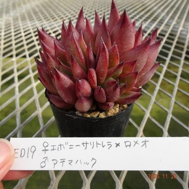 ڸ䡧٥ꥢۼ ID:E019ۡꥨܥˡȥߥᥪ 饢ƥޥϥå cmݥå [¿ʪ]<img class='new_mark_img2' src='https://img.shop-pro.jp/img/new/icons6.gif' style='border:none;display:inline;margin:0px;padding:0px;width:auto;' />