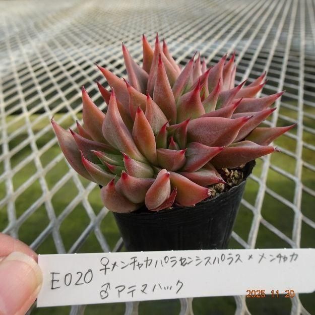 ڸ䡧٥ꥢۼ ID:E020ۡ㥫ѥ饻󥷥ѥ饹ߥ㥫 饢ƥޥϥå cmݥå [¿ʪ]<img class='new_mark_img2' src='https://img.shop-pro.jp/img/new/icons6.gif' style='border:none;display:inline;margin:0px;padding:0px;width:auto;' />