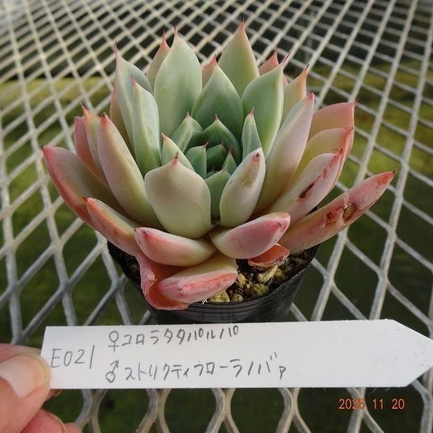 ڸ䡧٥ꥢۼ ID:E021ۡꥳ饿ѥ 饹ȥꥯƥեΥХ cmݥå [¿ʪ]<img class='new_mark_img2' src='https://img.shop-pro.jp/img/new/icons6.gif' style='border:none;display:inline;margin:0px;padding:0px;width:auto;' />