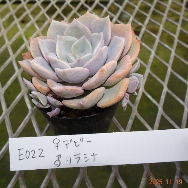 ڸ䡧٥ꥢۼ ID:E022ۡǥӡ 饷 cmݥå [¿ʪ]<img class='new_mark_img2' src='https://img.shop-pro.jp/img/new/icons6.gif' style='border:none;display:inline;margin:0px;padding:0px;width:auto;' />