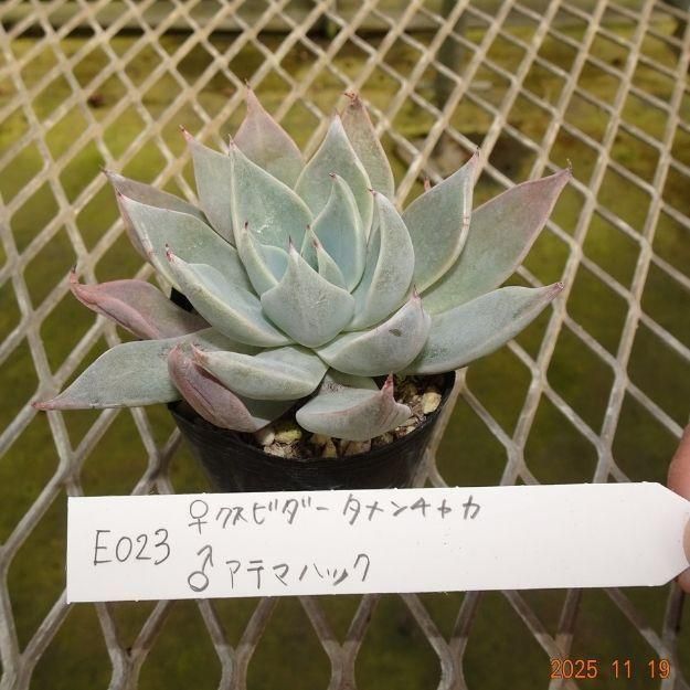 ڸ䡧٥ꥢۼ ID:E023ۡꥯӥ㥫 饢ƥޥϥå cmݥå [¿ʪ]<img class='new_mark_img2' src='https://img.shop-pro.jp/img/new/icons6.gif' style='border:none;display:inline;margin:0px;padding:0px;width:auto;' />