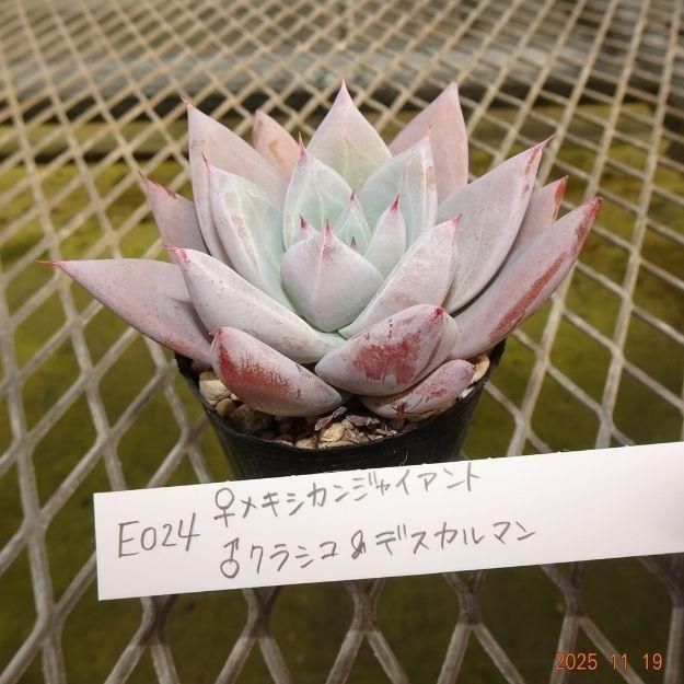 ڸ䡧٥ꥢۼ ID:E024ۡᥭ󥸥㥤 饯饷ǥޥ cmݥå [¿ʪ]<img class='new_mark_img2' src='https://img.shop-pro.jp/img/new/icons6.gif' style='border:none;display:inline;margin:0px;padding:0px;width:auto;' />