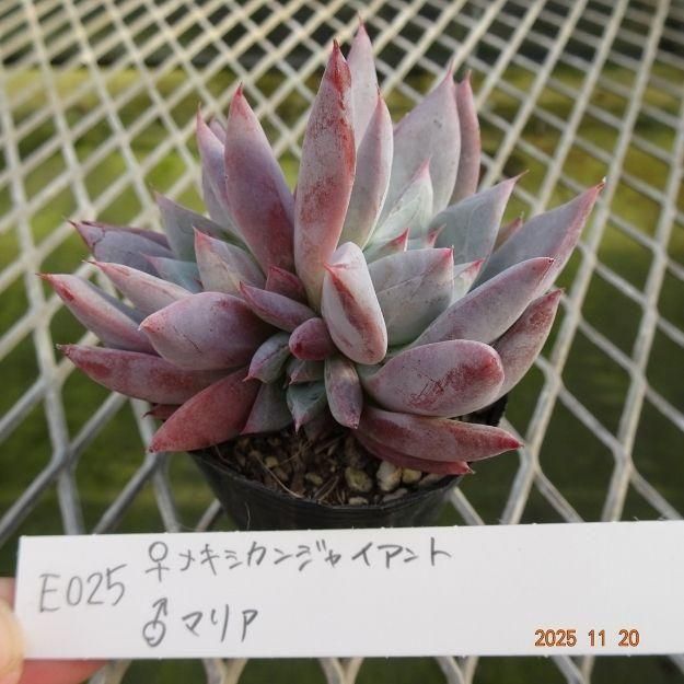 ڸ䡧٥ꥢۼ ID:E025ۡᥭ󥸥㥤 ޥꥢ cmݥå [¿ʪ]<img class='new_mark_img2' src='https://img.shop-pro.jp/img/new/icons6.gif' style='border:none;display:inline;margin:0px;padding:0px;width:auto;' />