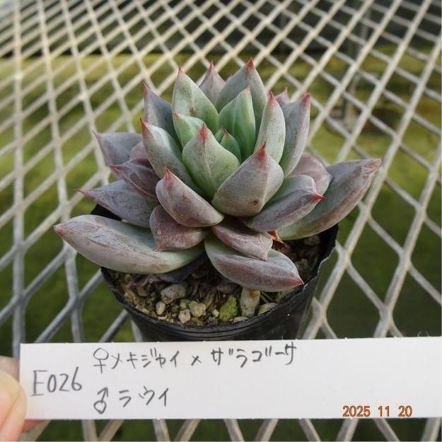 ڸ䡧٥ꥢۼ ID:E026ۡᥭ㥤ߥ饴 饦 cmݥå [¿ʪ]<img class='new_mark_img2' src='https://img.shop-pro.jp/img/new/icons6.gif' style='border:none;display:inline;margin:0px;padding:0px;width:auto;' />