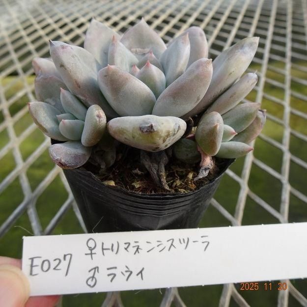 ڸ䡧٥ꥢۼ ID:E027ۡȥޥͥ󥷥ġ 饦 cmݥå [¿ʪ]<img class='new_mark_img2' src='https://img.shop-pro.jp/img/new/icons6.gif' style='border:none;display:inline;margin:0px;padding:0px;width:auto;' />