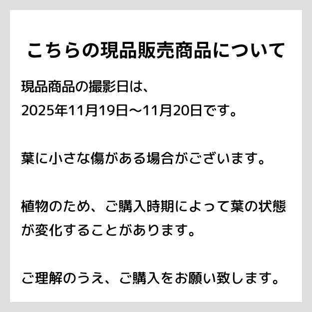 ڸ䡧٥ꥢۼ ID:E027ۡȥޥͥ󥷥ġ 饦 cmݥå [¿ʪ]<img class='new_mark_img2' src='https://img.shop-pro.jp/img/new/icons6.gif' style='border:none;display:inline;margin:0px;padding:0px;width:auto;' />