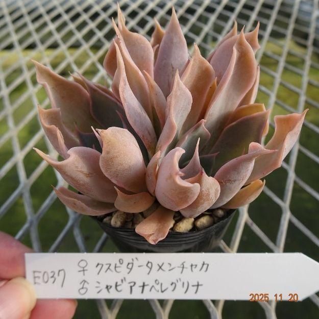 ڸ䡧٥ꥢۼ ID:E037ۡꥯԥ㥫 饷ӥʥڥ쥰 cmݥå [¿ʪ]<img class='new_mark_img2' src='https://img.shop-pro.jp/img/new/icons6.gif' style='border:none;display:inline;margin:0px;padding:0px;width:auto;' />