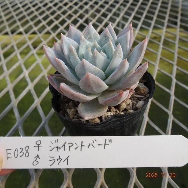 ڸ䡧٥ꥢۼ ID:E038ۡꥸ㥤ȥС 饦 cmݥå [¿ʪ]<img class='new_mark_img2' src='https://img.shop-pro.jp/img/new/icons6.gif' style='border:none;display:inline;margin:0px;padding:0px;width:auto;' />